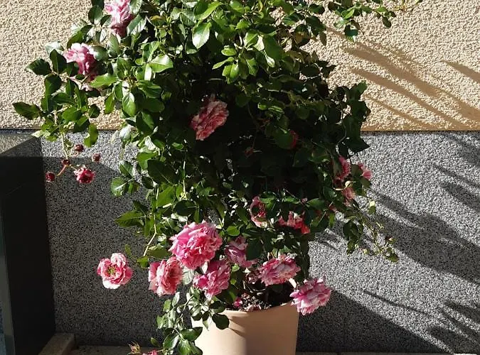 Haus Silvia Guest house 3*